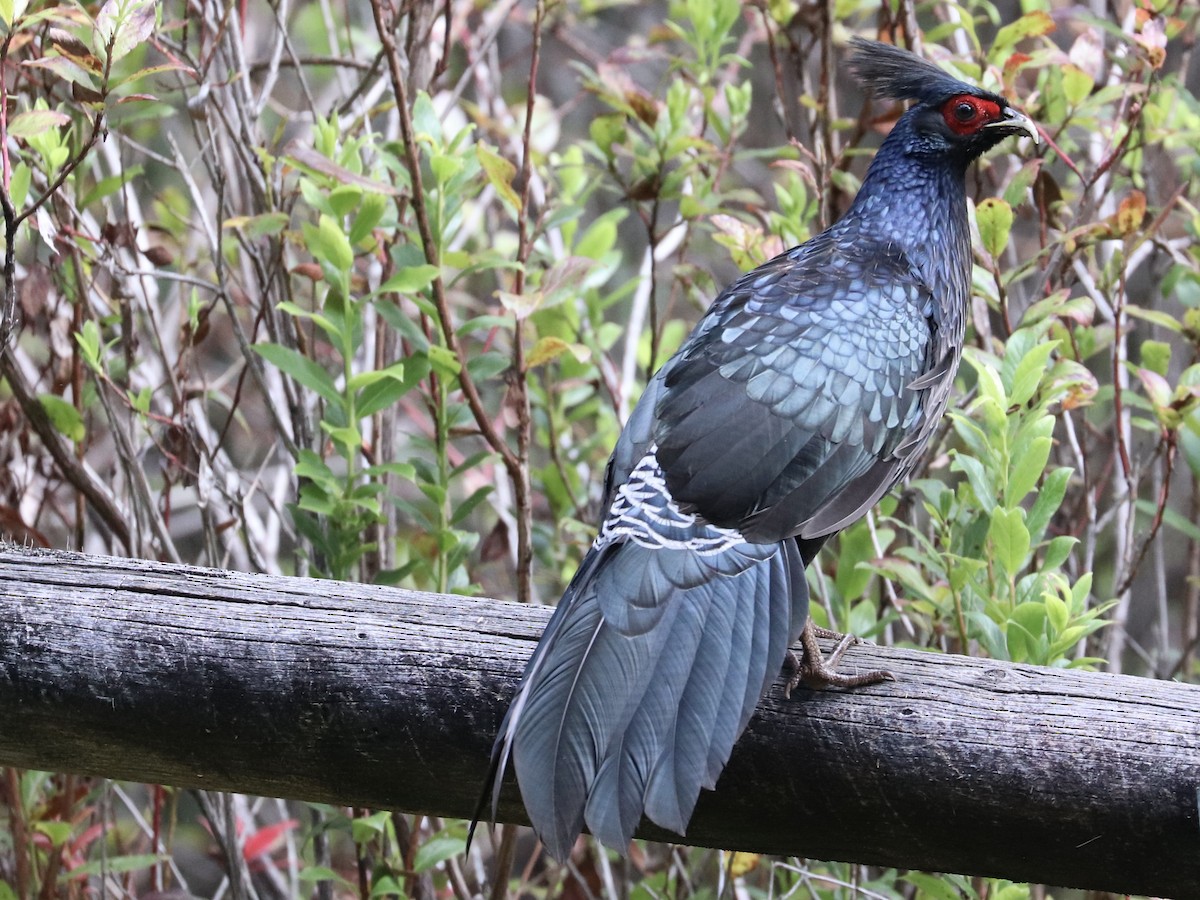 Kalij Pheasant - ML646743387