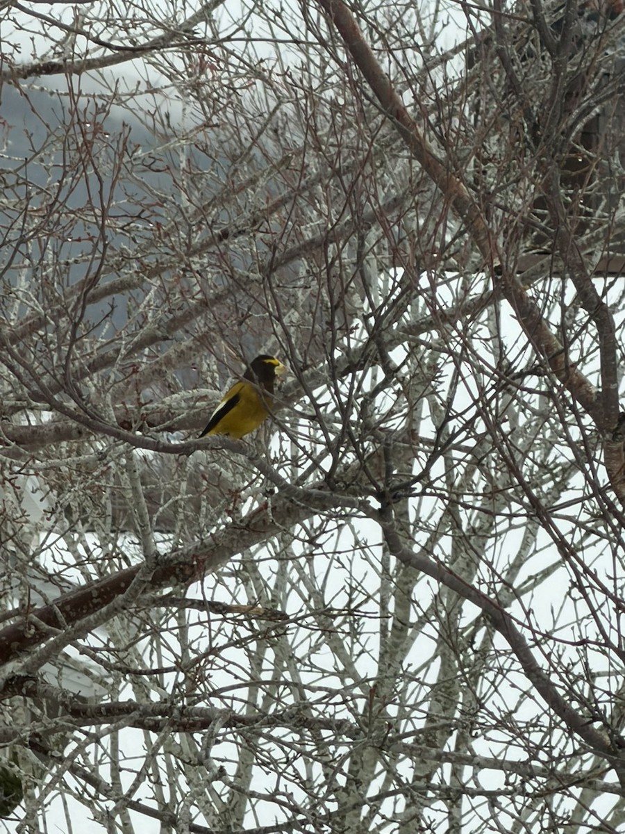Evening Grosbeak - ML646743391