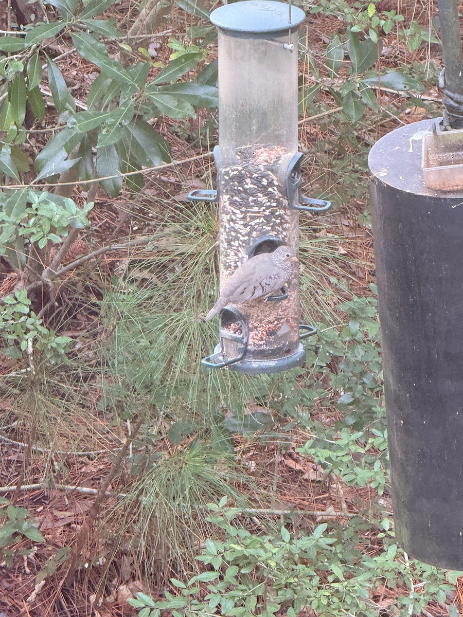 Common Ground Dove - ML646743392