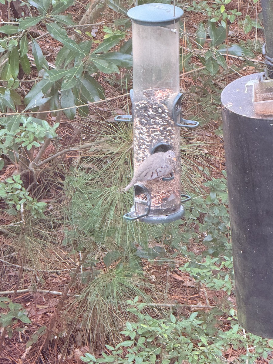 Common Ground Dove - ML646743393