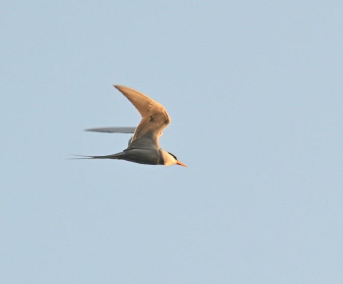 rybák říční - ML646743395