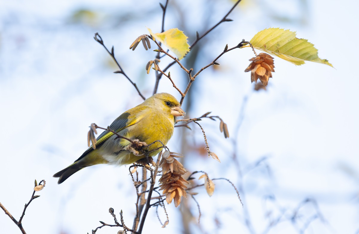 European Greenfinch - ML646743400