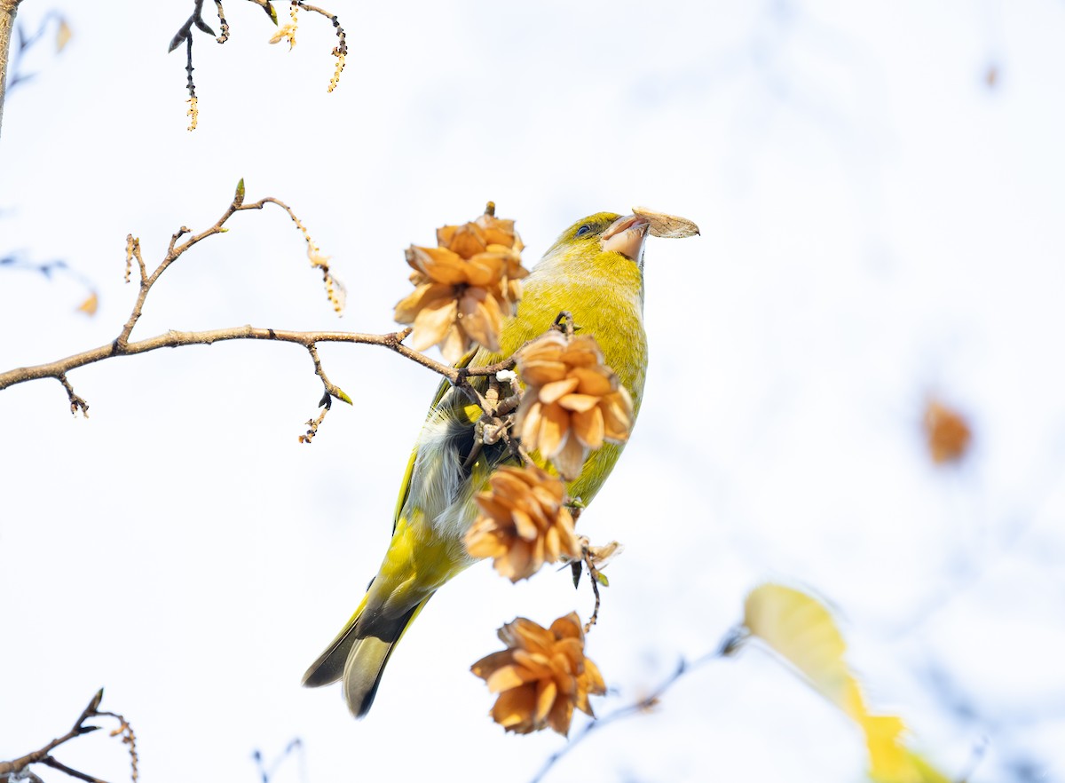 European Greenfinch - ML646743401