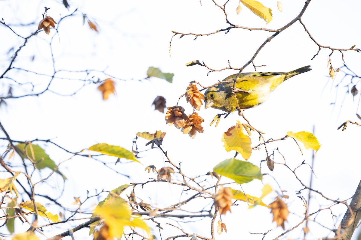 European Greenfinch - ML646743402