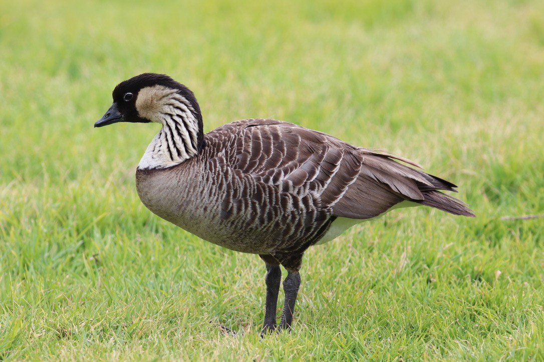 Hawaiian Goose - ML646743403