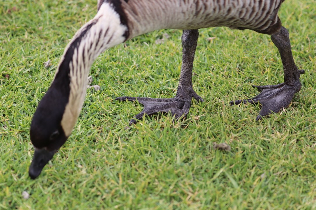 Hawaiian Goose - ML646743404