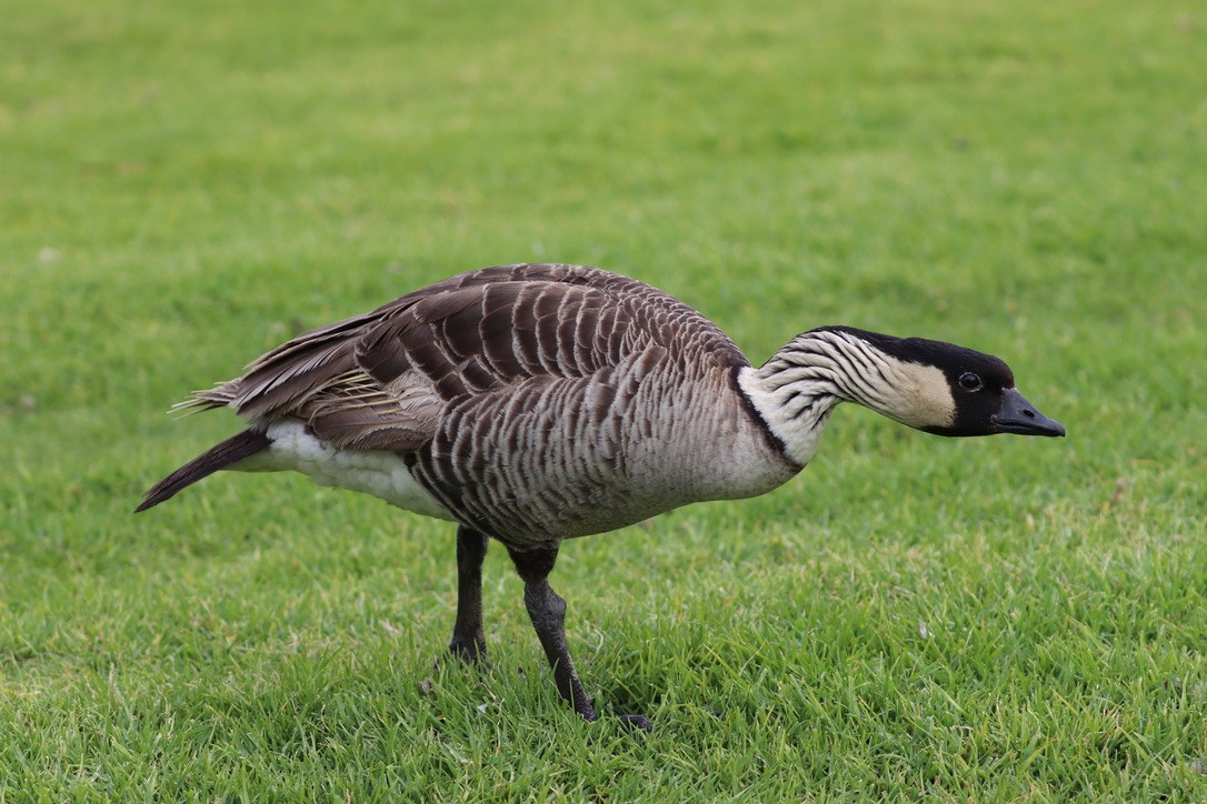 Hawaiian Goose - ML646743405