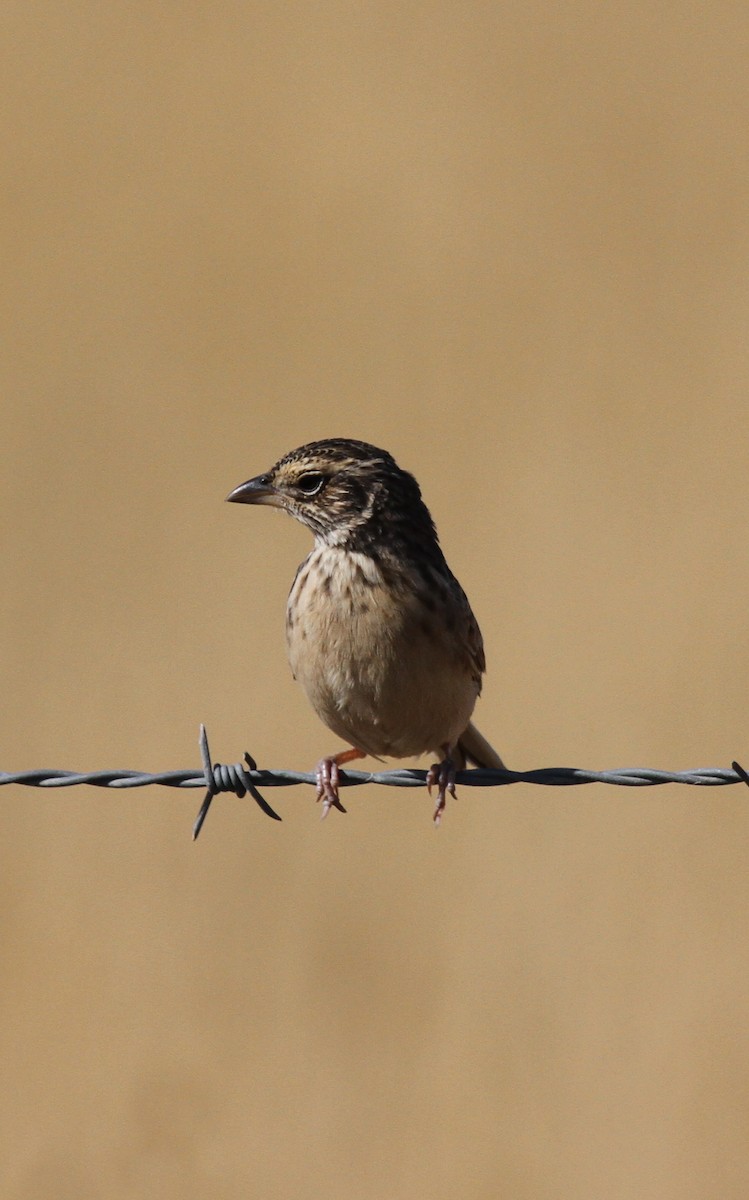 Singing Bushlark - ML646743406