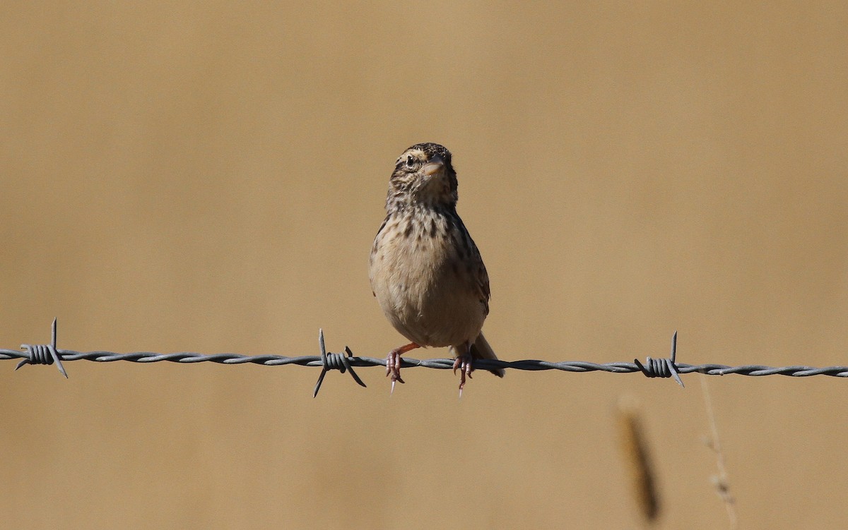 Singing Bushlark - ML646743407