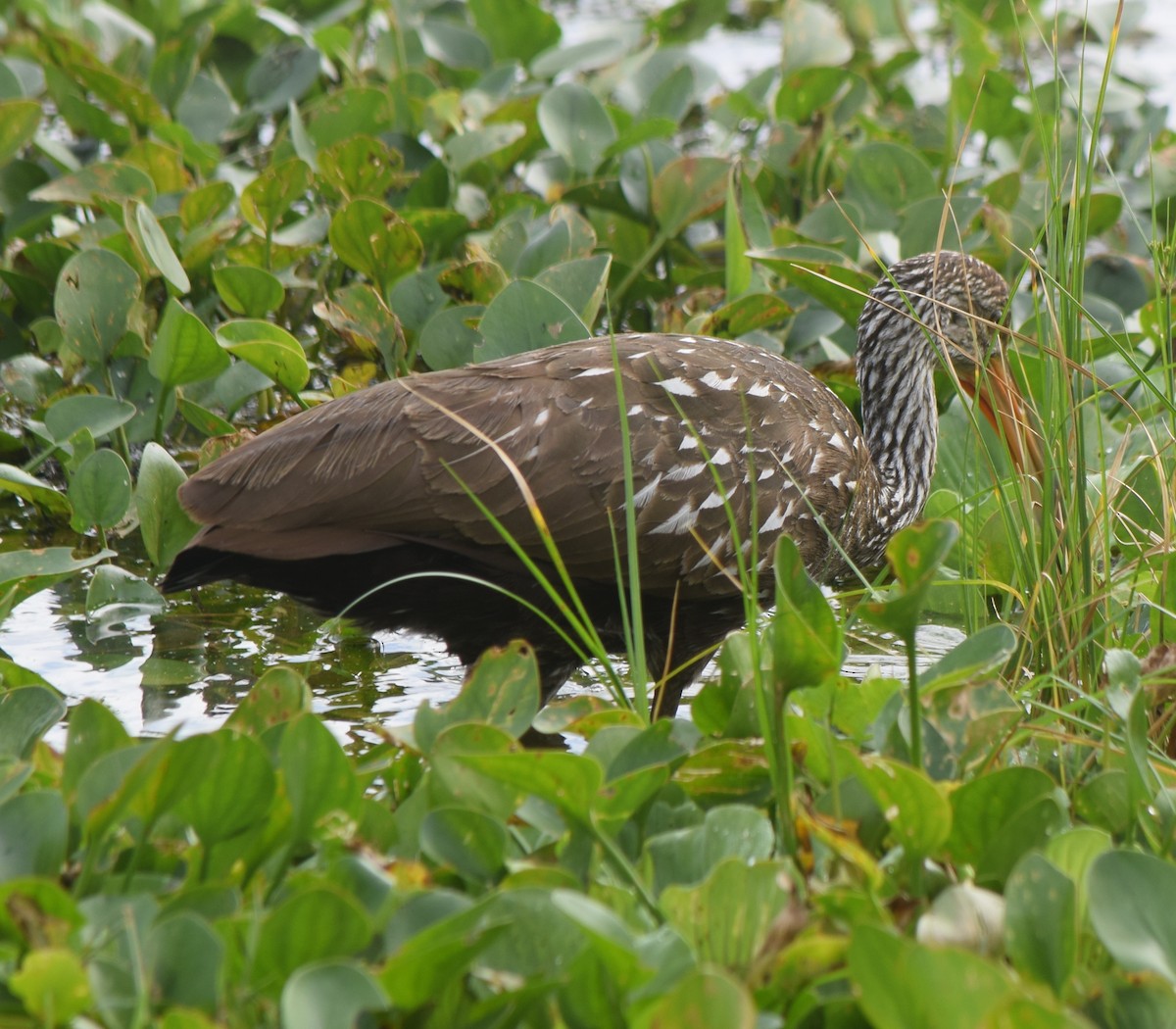 Арама - ML646743410