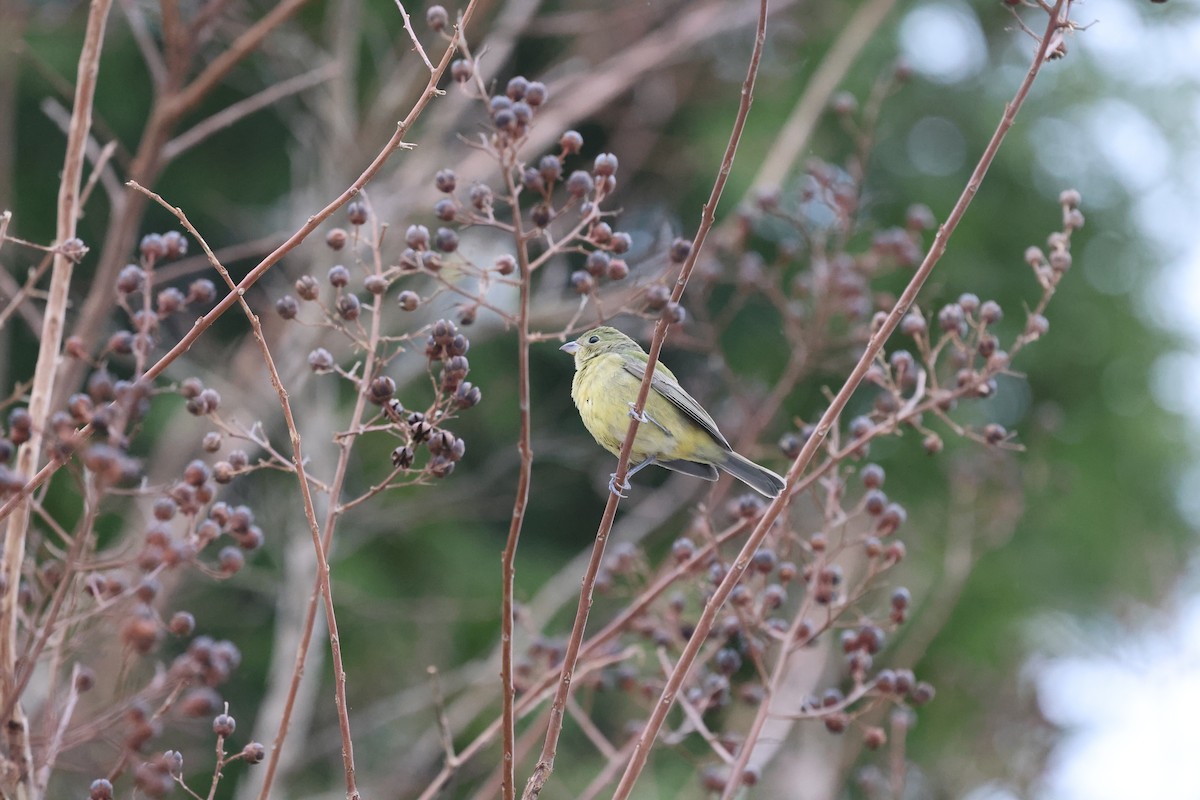 Расписной колорин - ML646743411