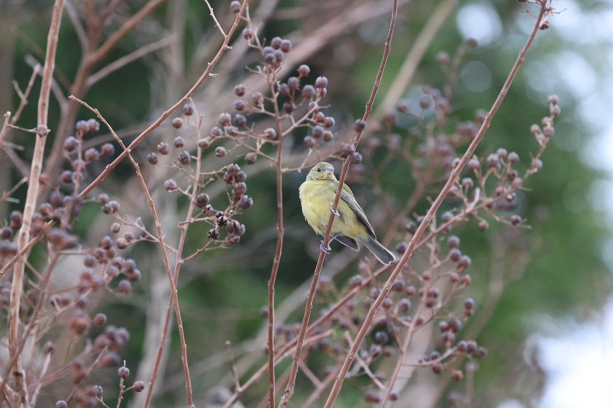 Расписной колорин - ML646743412
