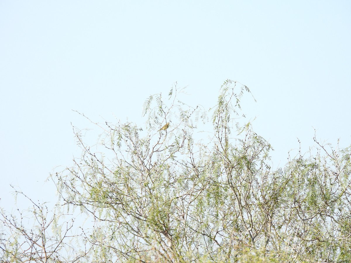 Рыжешапочная древесница - ML646743419