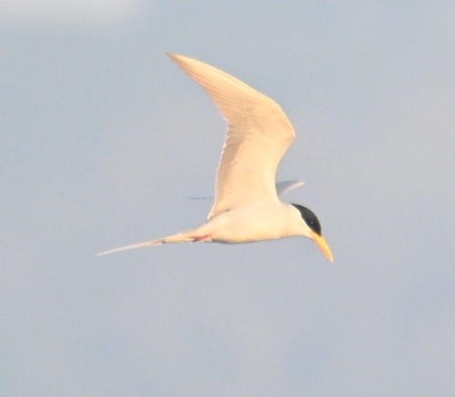 rybák říční - ML646743421