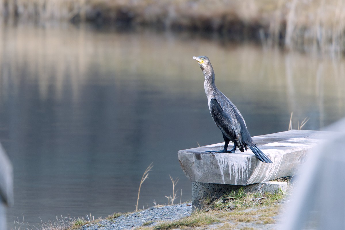 Great Cormorant - ML646743424
