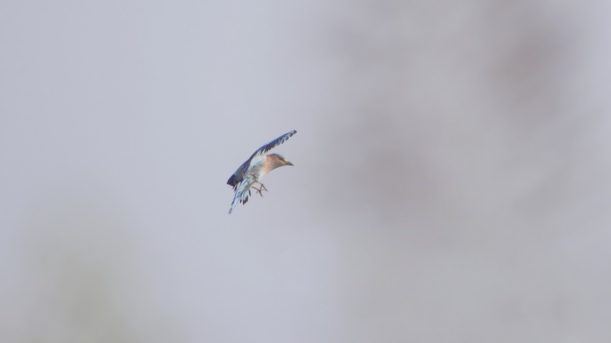 Hint Gökkuzgunu - ML646743427