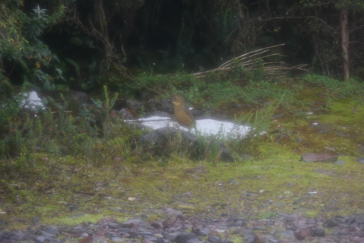 Tawny Antpitta - ML646743428