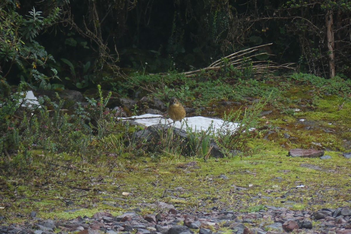 Tawny Antpitta - ML646743429