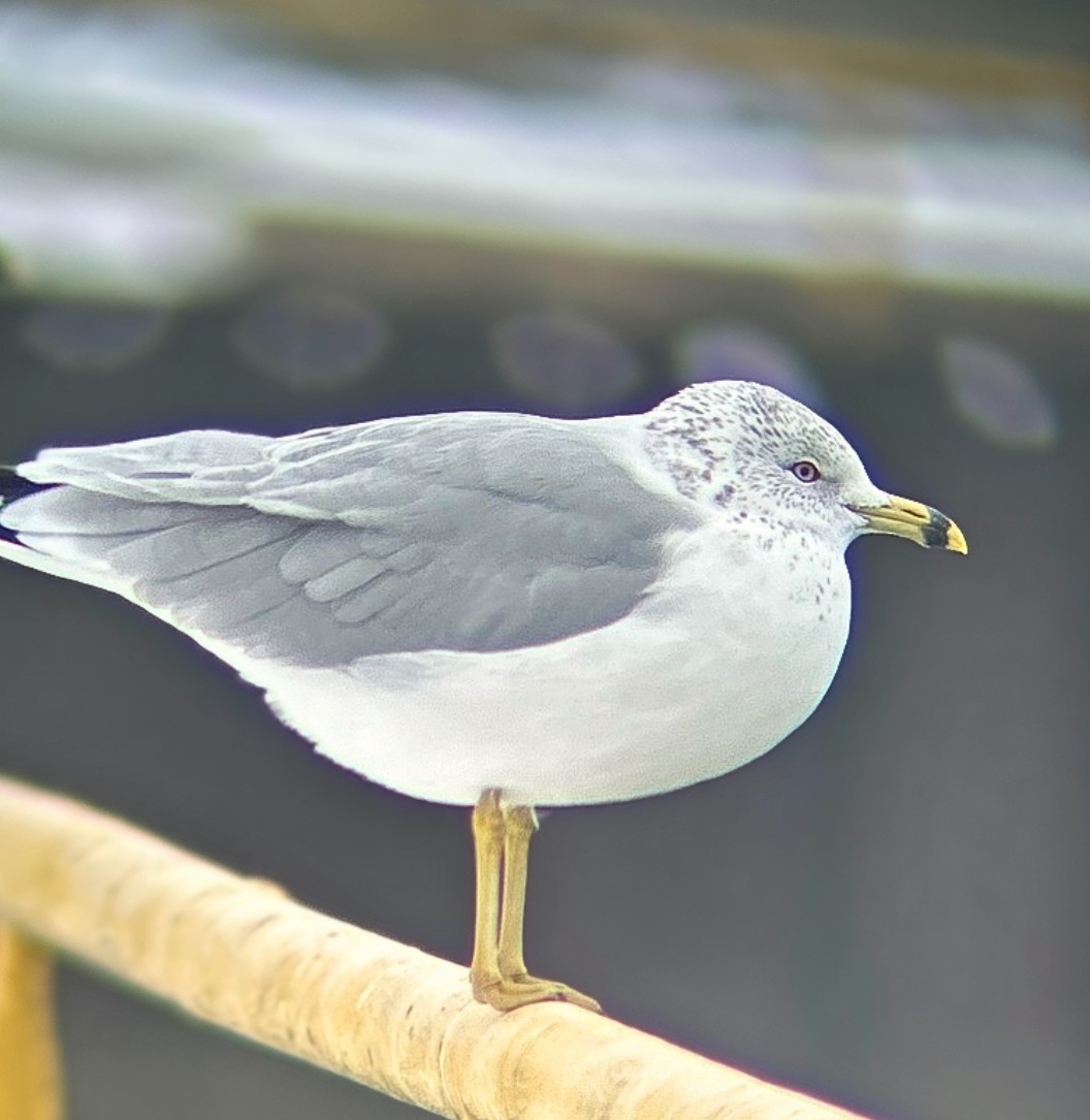 Delawareko kaioa - ML646743430