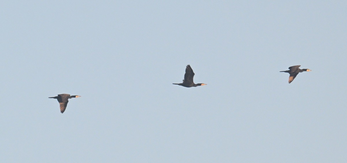 kormorán velký - ML646743431