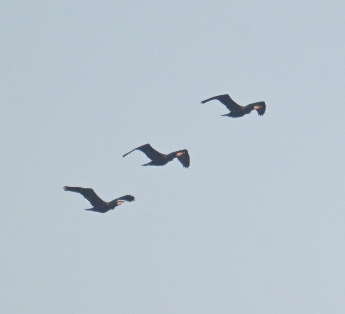 kormorán velký - ML646743432