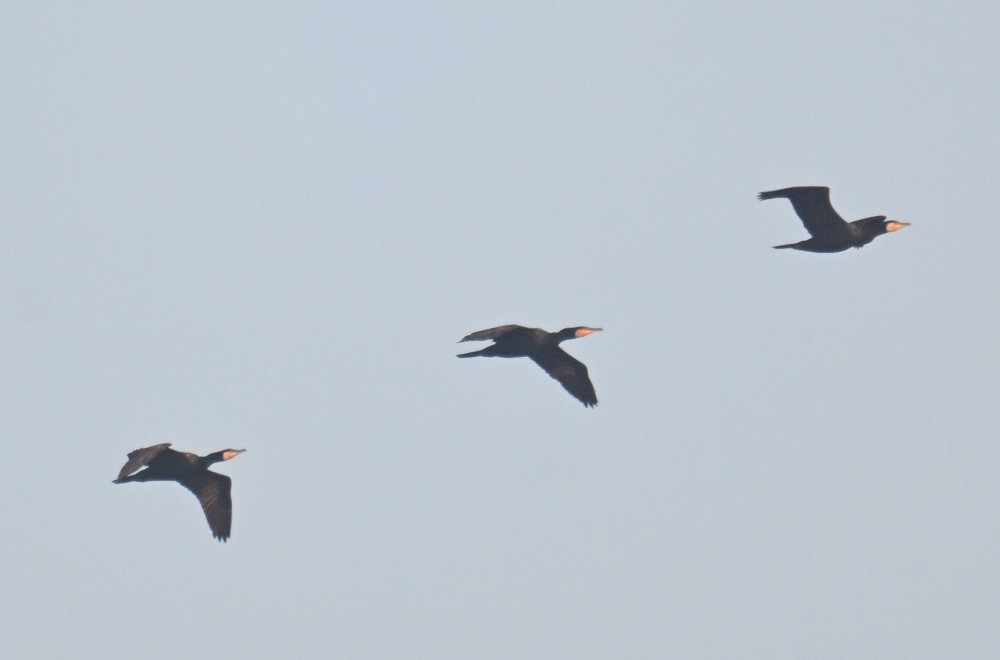 kormorán velký - ML646743433