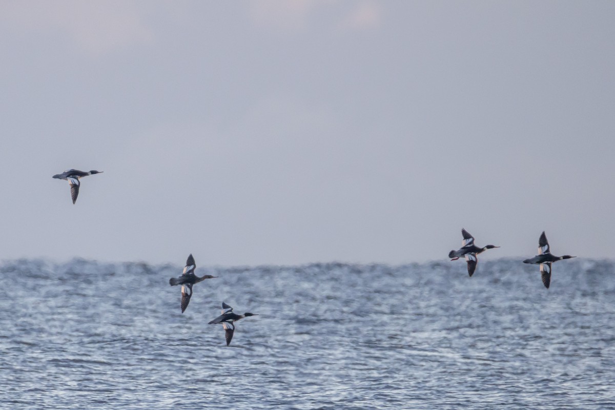 Red-breasted Merganser - ML646743435
