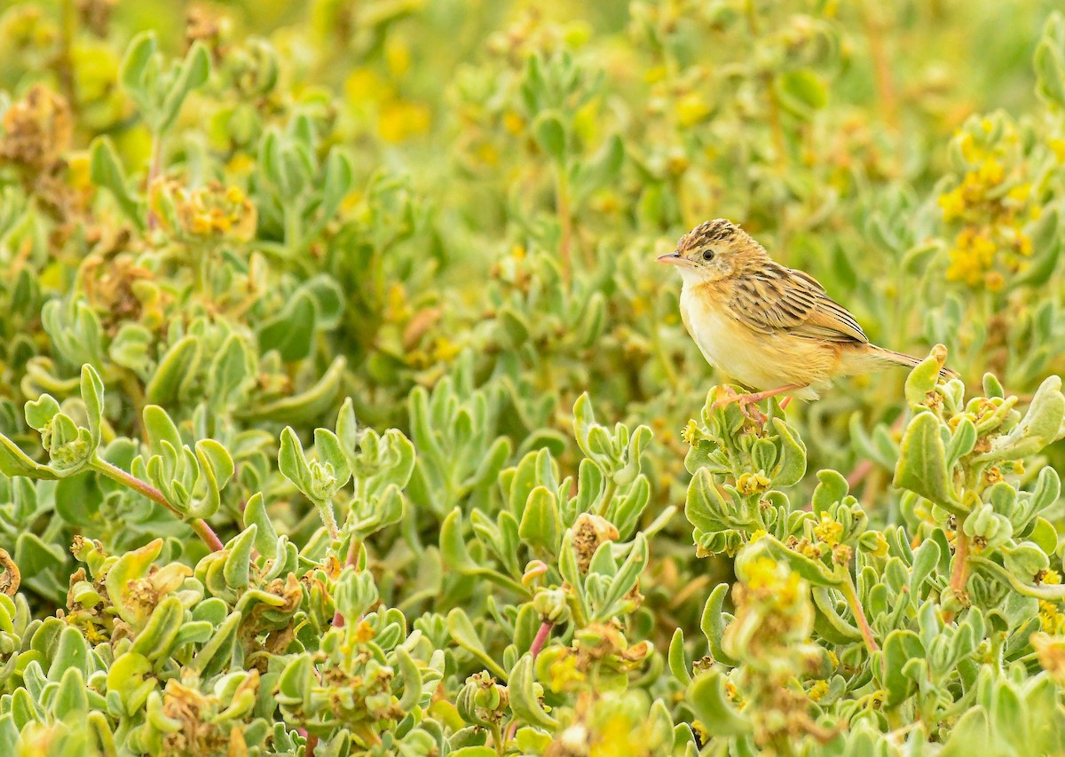 Yelpazekuyruk - ML646743437