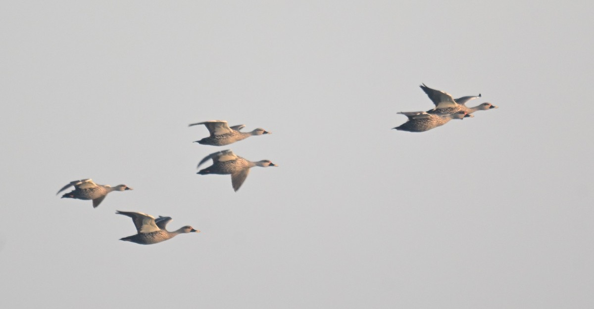 kachna skvrnozobá - ML646743438