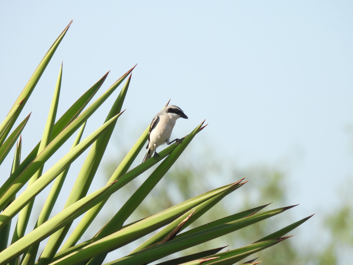 Американский сорокопут - ML646743439