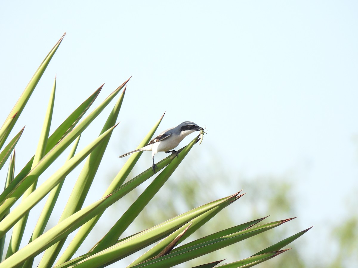 Американский сорокопут - ML646743440