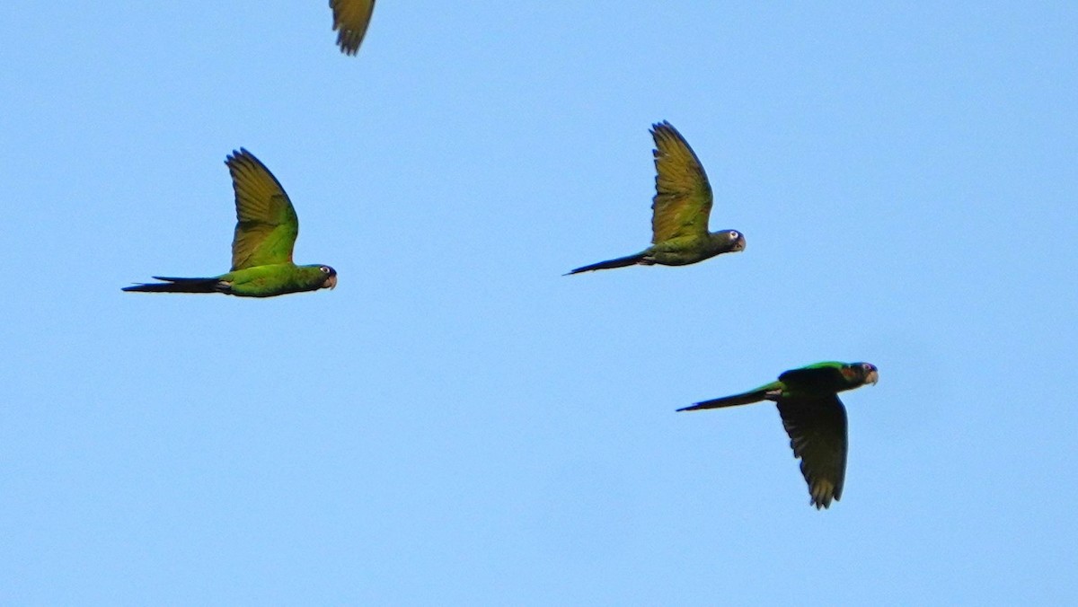 Cordilleran Parakeet - ML646743441