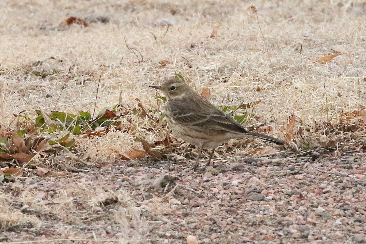 アメリカタヒバリ - ML646743445