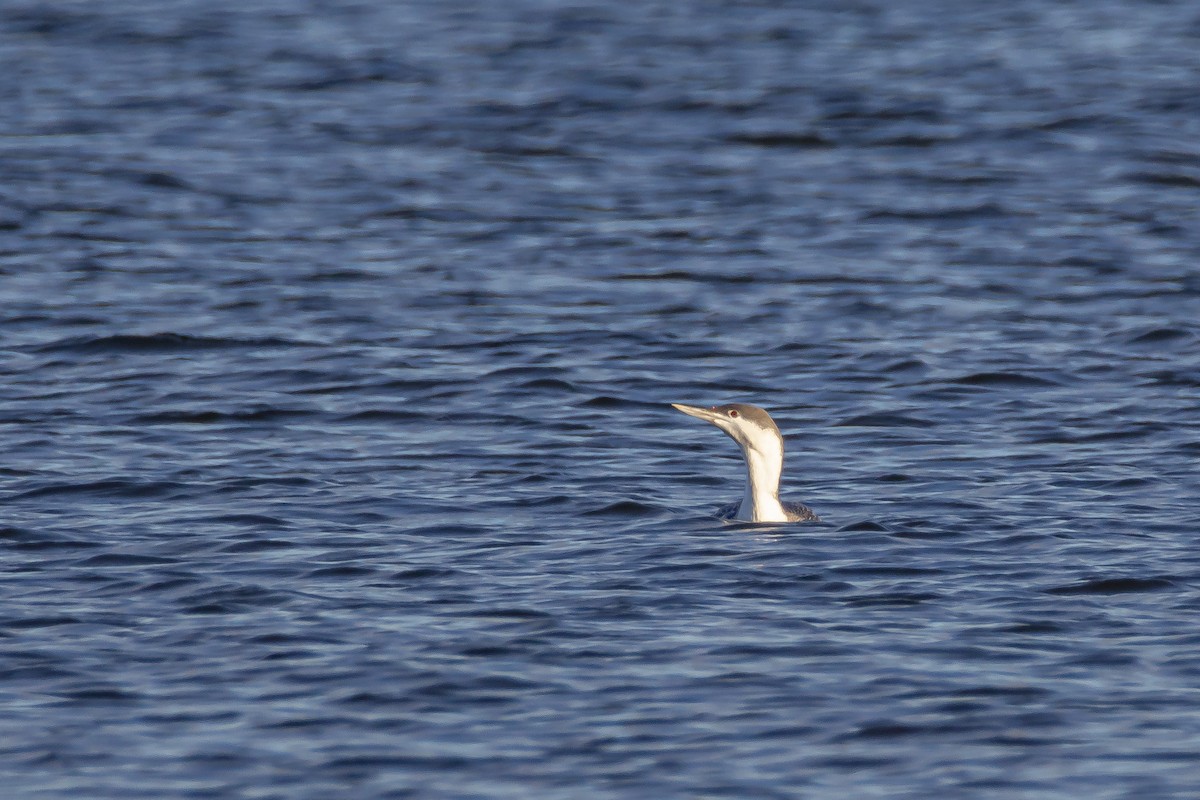 Red-throated Loon - ML646743446