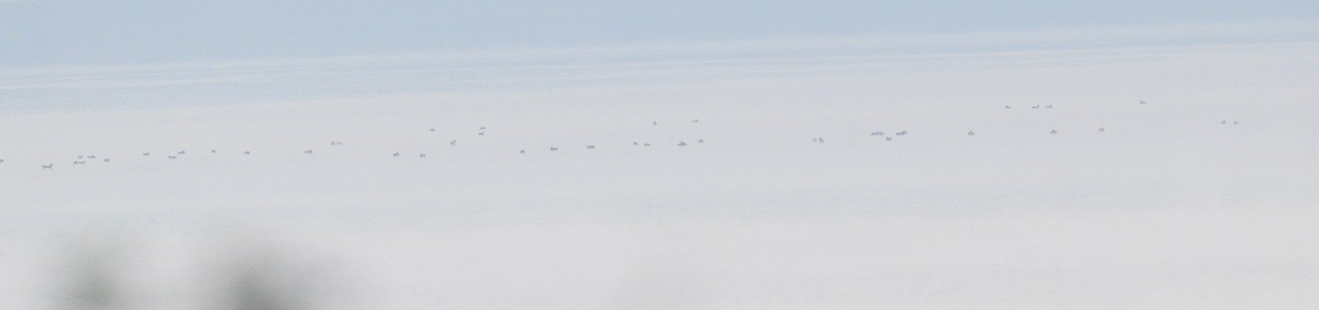 kachnovití sp. - ML646743448