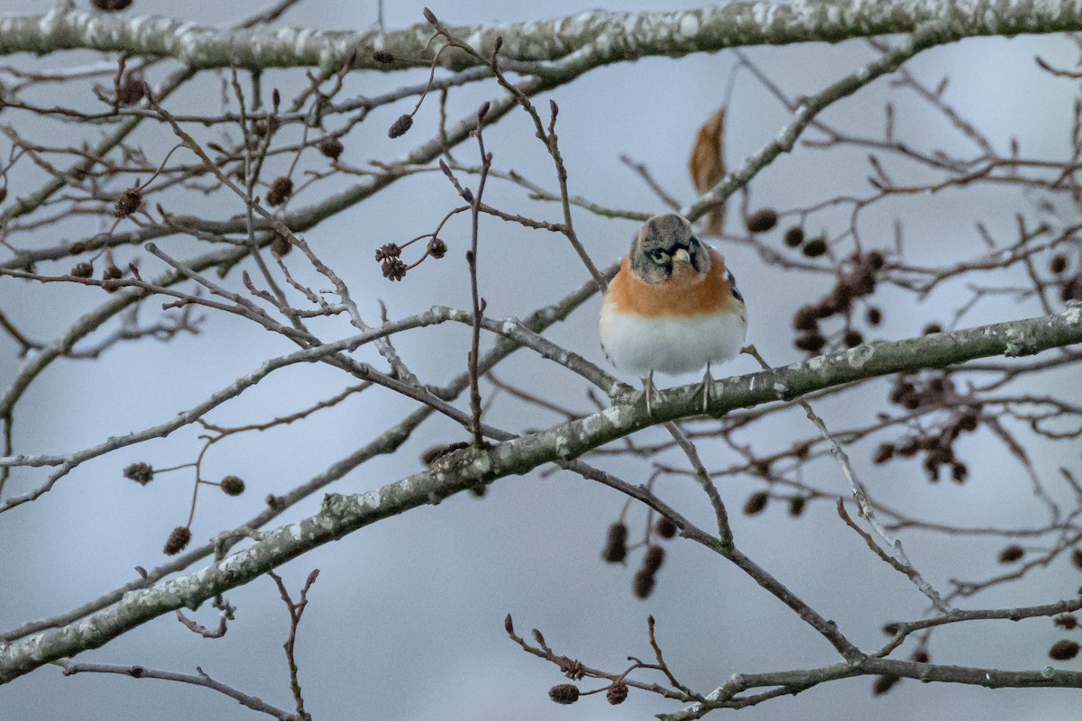 Brambling - ML646743449