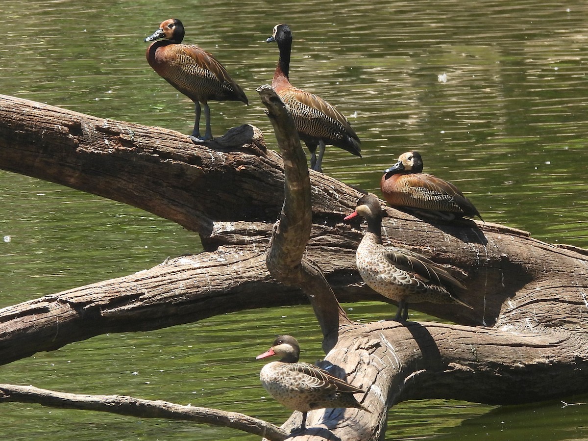 Белолицая древесная утка - ML646743451