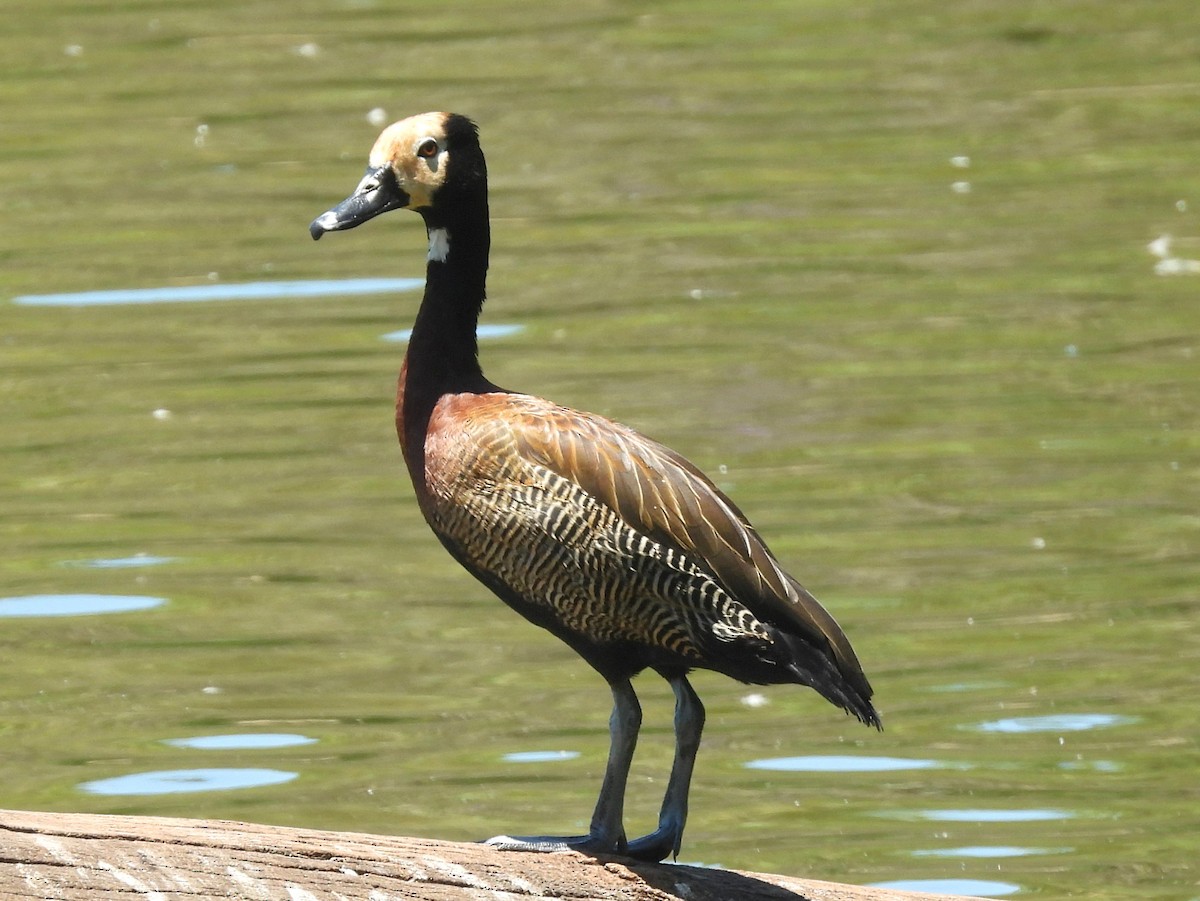 Белолицая древесная утка - ML646743452