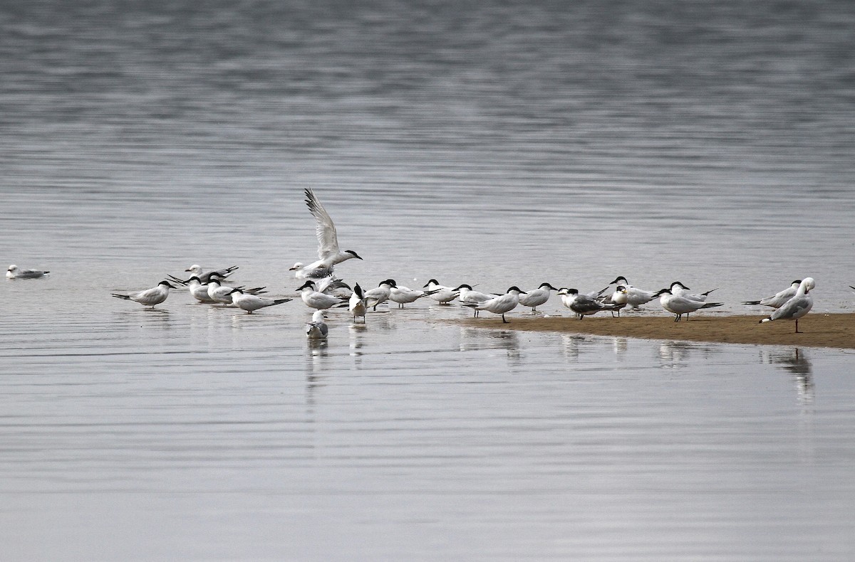Australian Tern - ML646743454