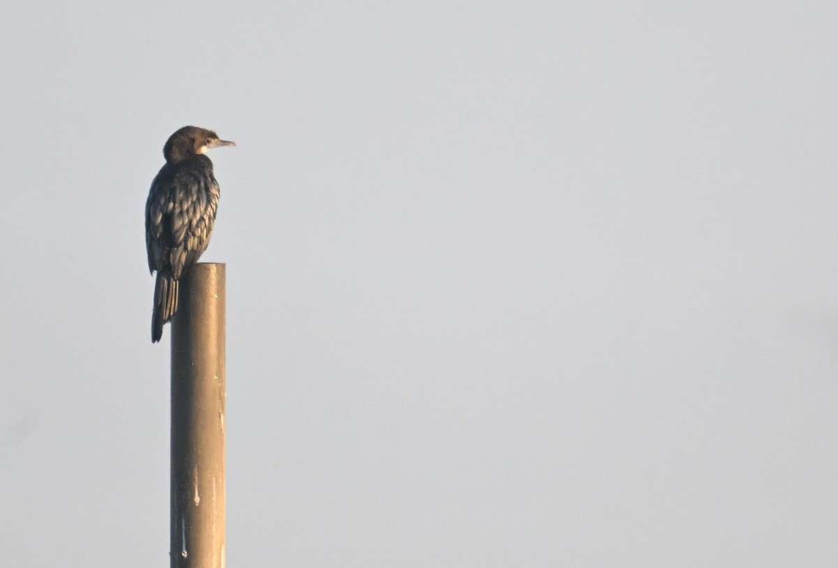 kormorán menší - ML646743455