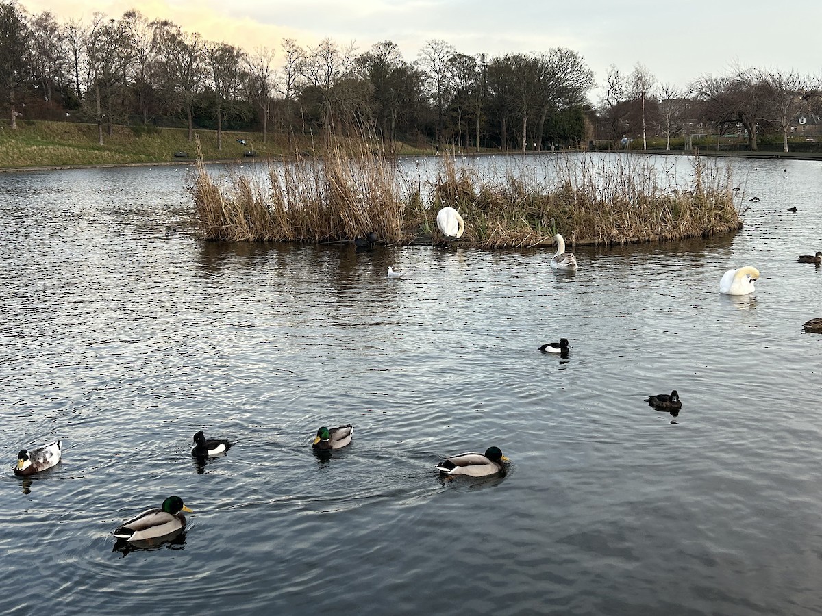 キンクロハジロ - ML646743456