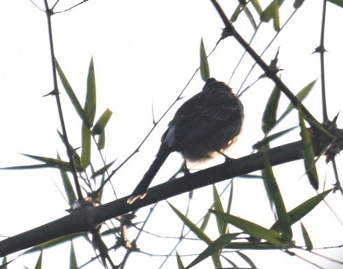 bulbul šupinkový - ML646743458