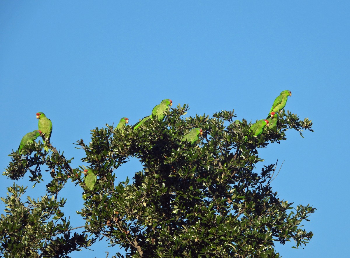 Lilac-crowned Amazon - ML646743464