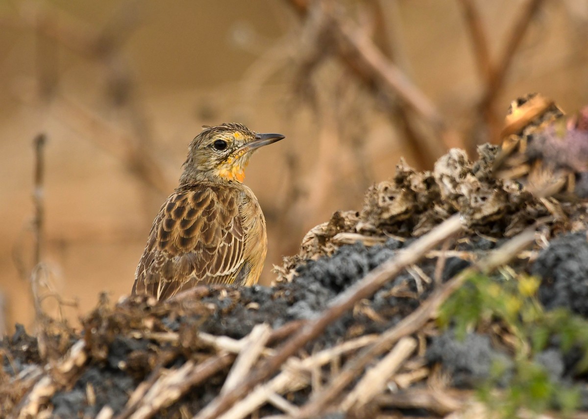 Orange-throated Longclaw - ML646743465