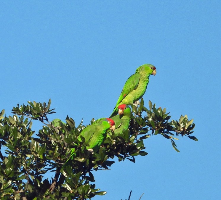 Lilac-crowned Amazon - ML646743468