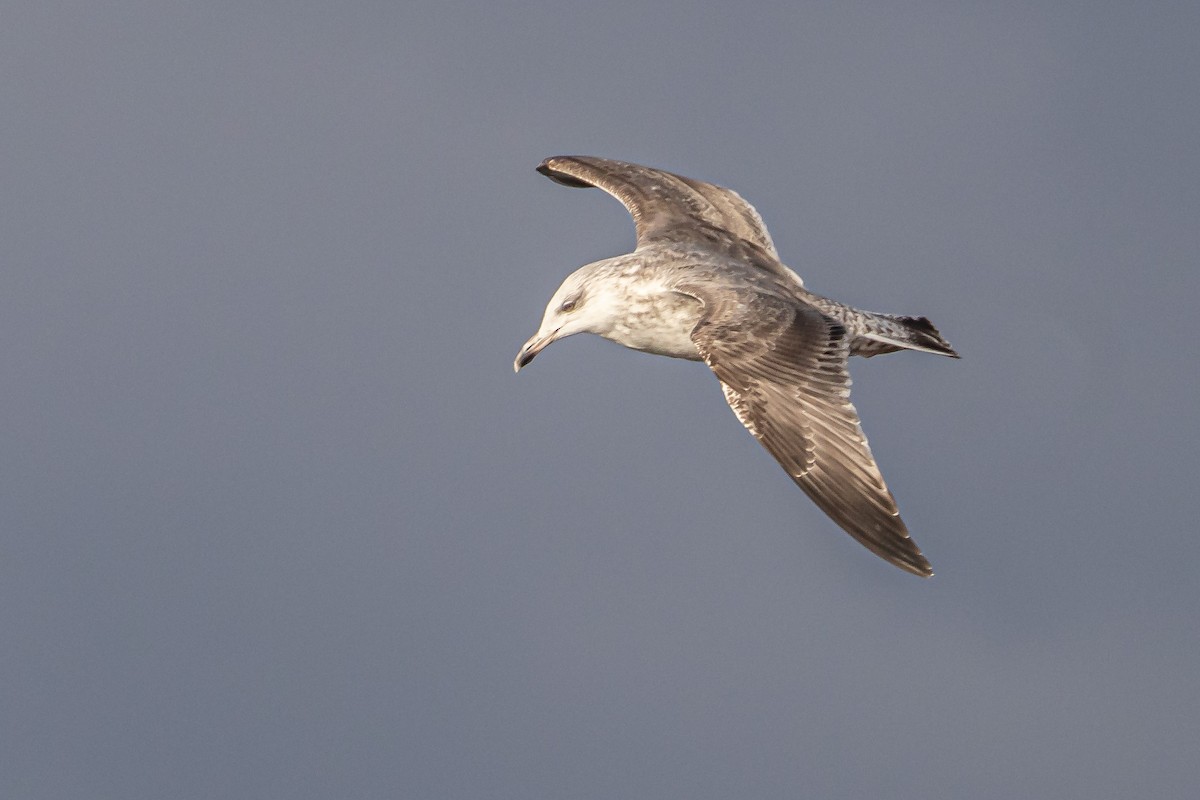 Great Black-backed Gull - ML646743470