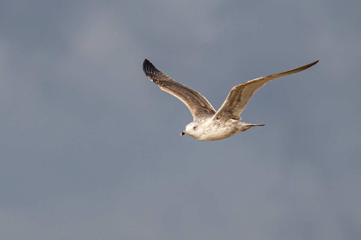 Great Black-backed Gull - ML646743471