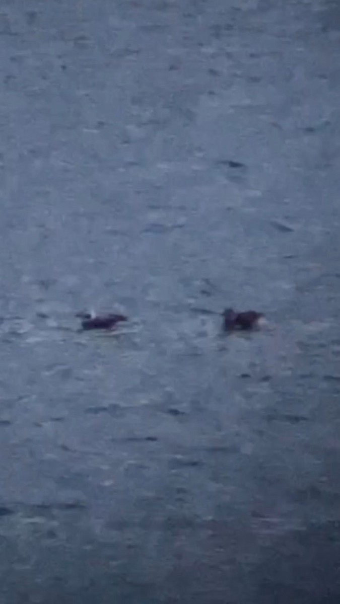 Long-tailed Duck - ML646743476