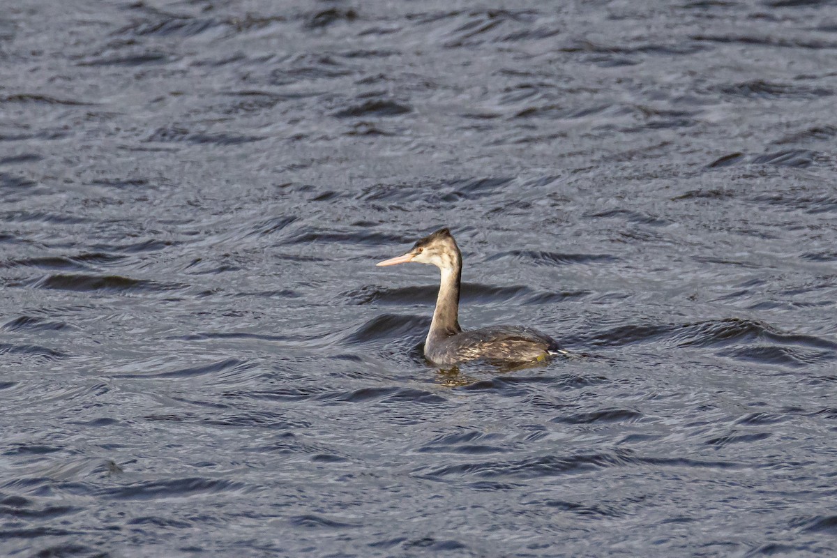 Great Crested Grebe - ML646743477