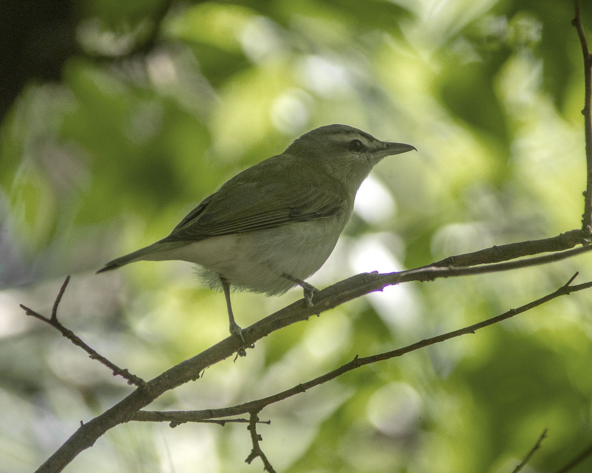 Красноглазый виреон - ML646743480